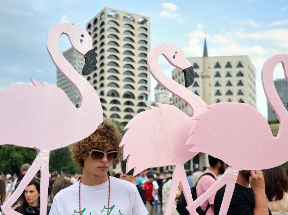 Flamingo Protest